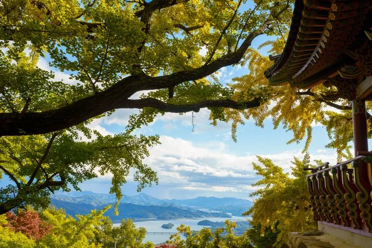 Sujongsa · golden ginkgo and the two rivers
