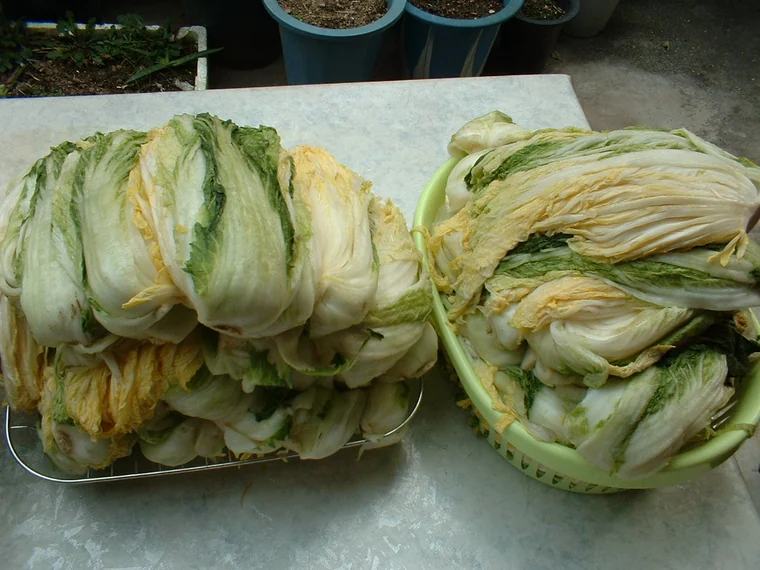 Salted napa cabbage halves with softened leaves resting in baskets.
