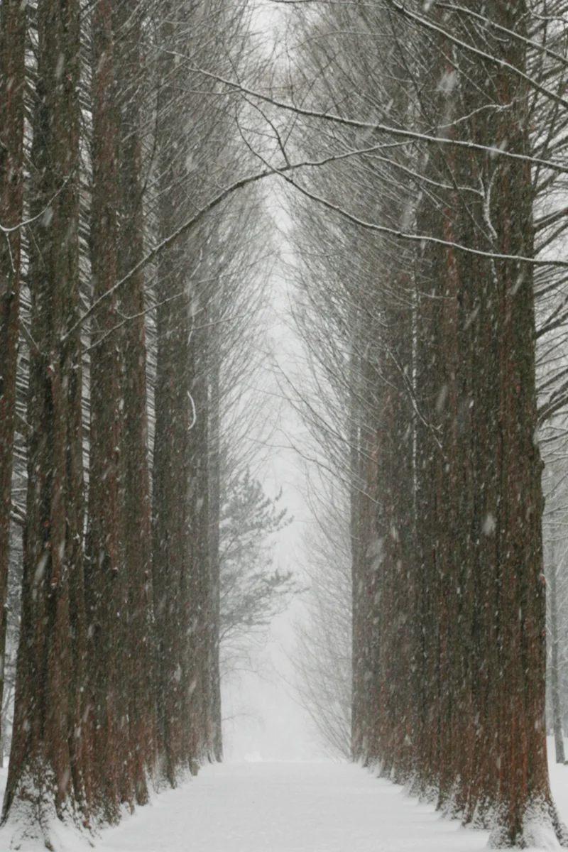 Snow-covered metasequoia lane on Nami Island.
