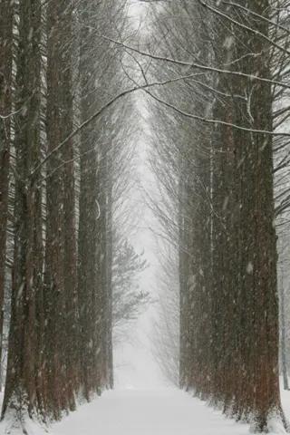 Nami Island in winter