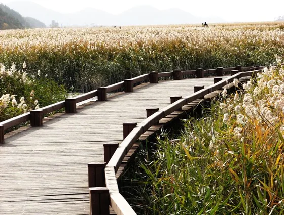 Autumn reeds beside the boardwalk
