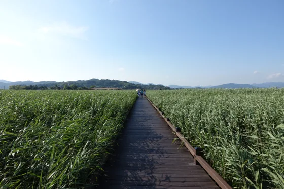 Summer walk through Suncheon Bay reeds