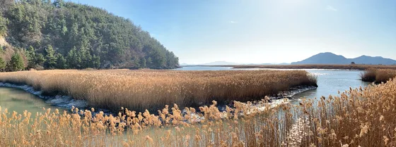 Suncheon Bay in December