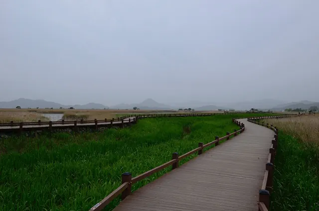 Nearby day trip: Suncheon Bay