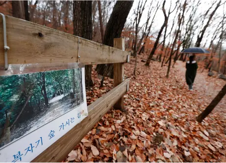Bokjagi forest · late autumn