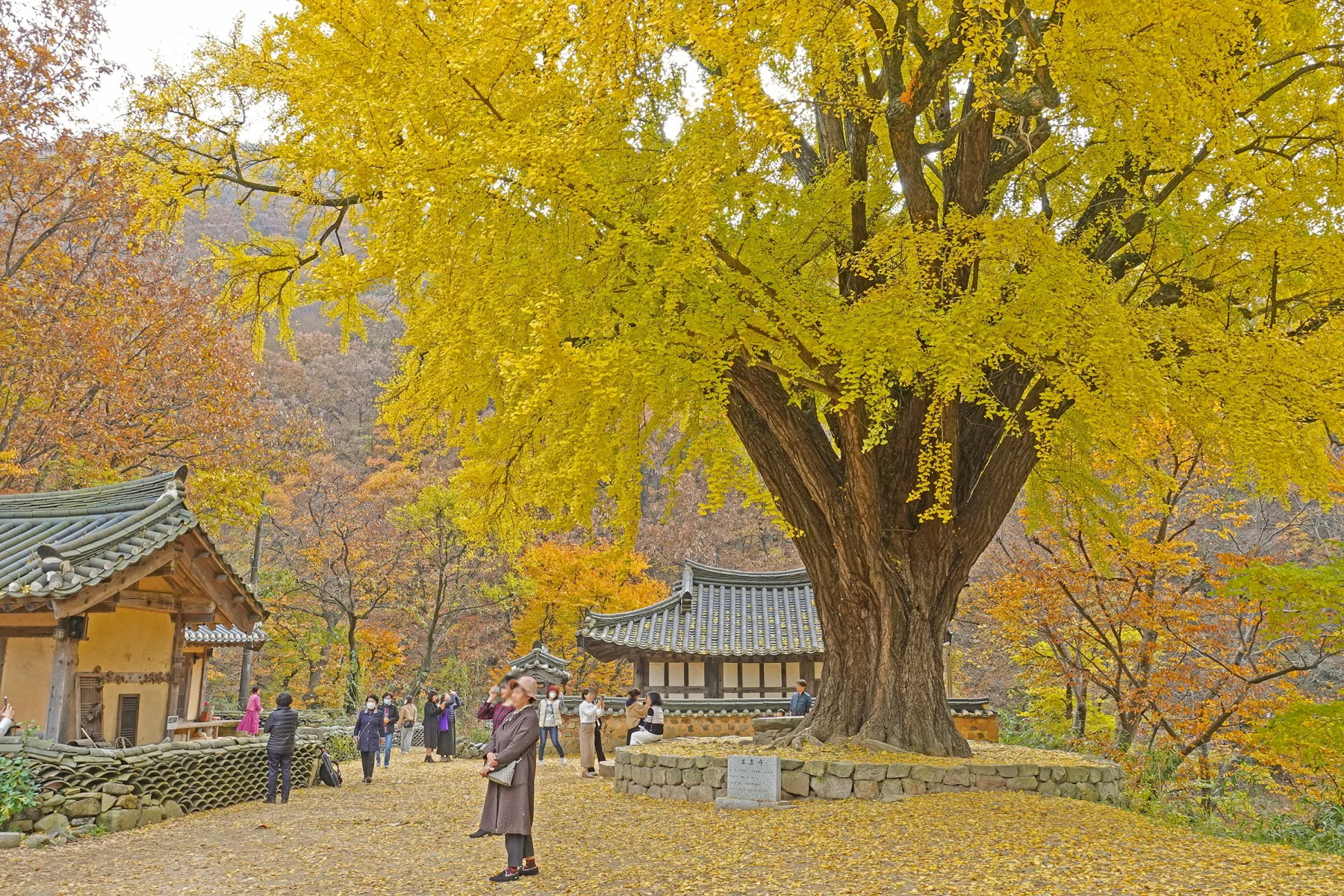 Ungok Seowon · autumn ginkgo