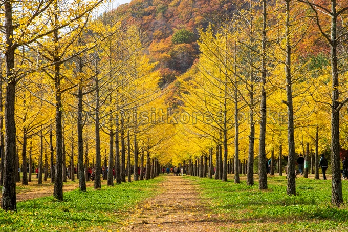 Hongcheon Ginkgo Forest