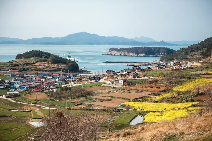 Yellow spring flowers and patchwork fields descend toward a coastal village and blue water on Cheongsando.