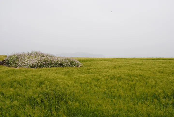 Green barley fields and low stone boundaries stretch across flat Gapado beneath a pale sky.