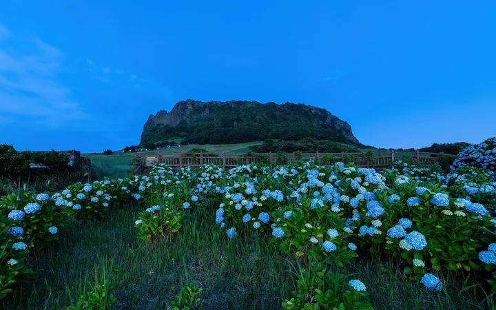 Blue hydrangeas fill the foreground beneath Seongsan Ilchulbong at blue hour on Jeju Island.
