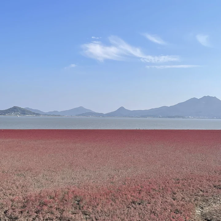 Red salt-marsh plants beside the sea on Seokmodo, with distant mountains under a blue sky.