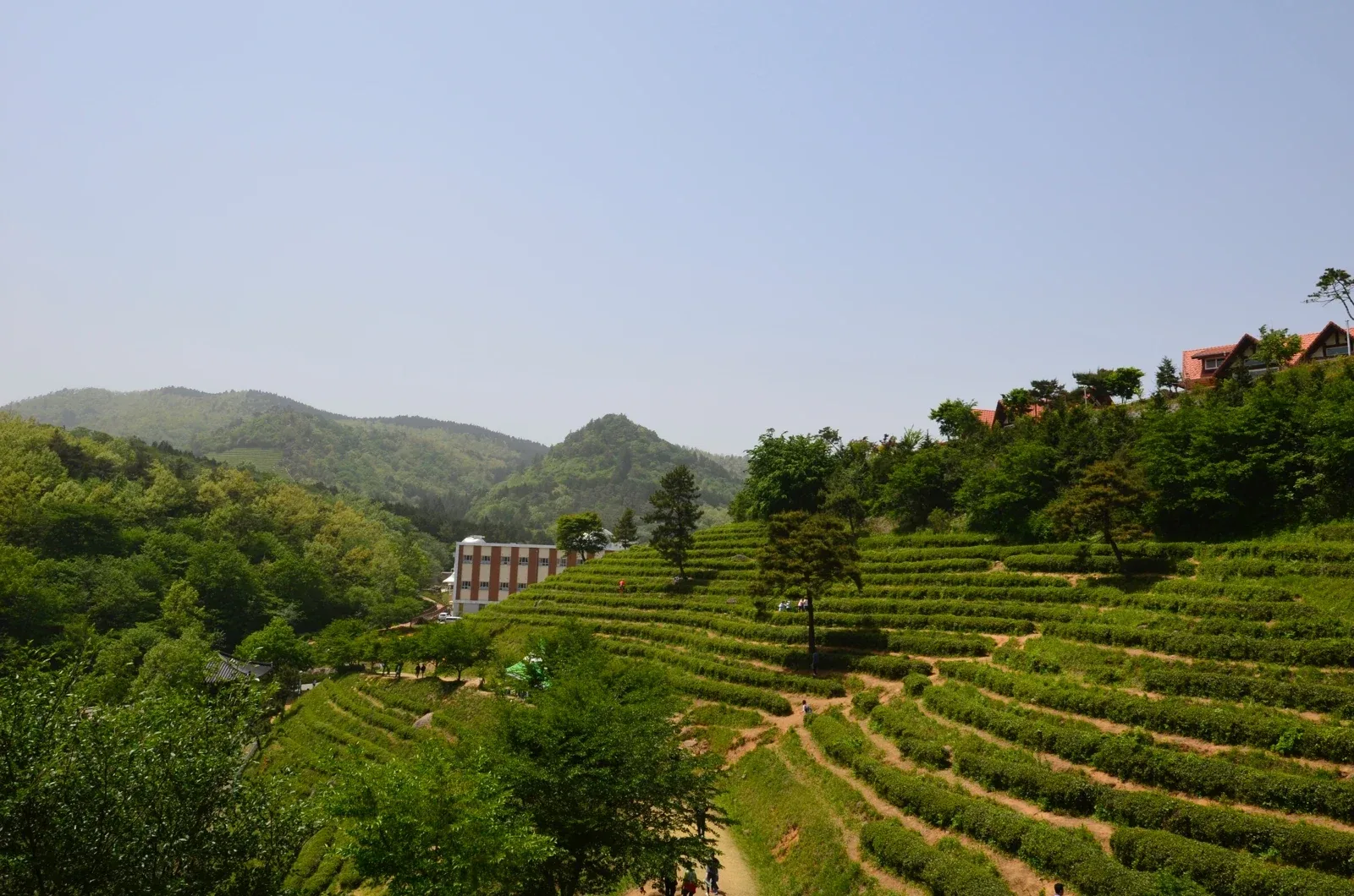 Boseong Tea Fields