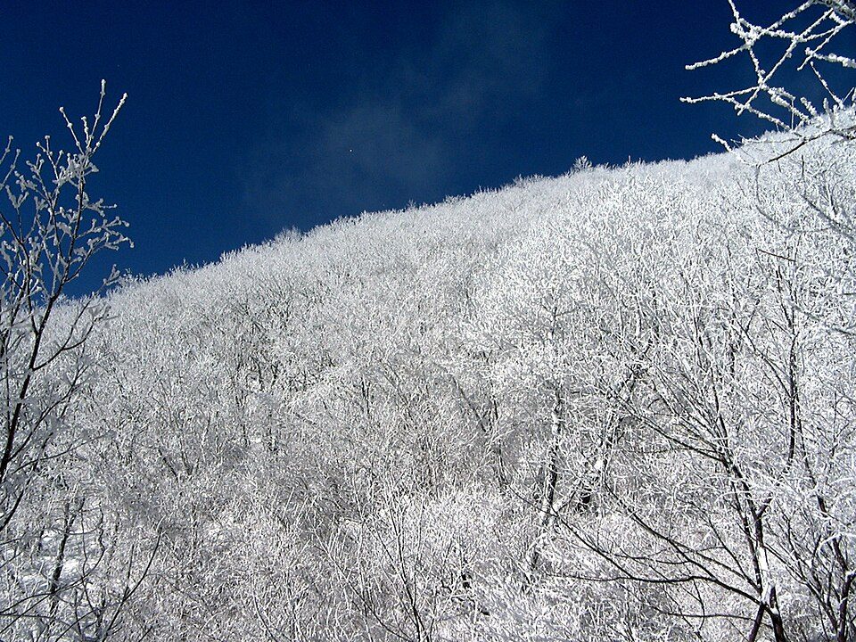 Sobaeksan · a mountainside covered in snow flowers