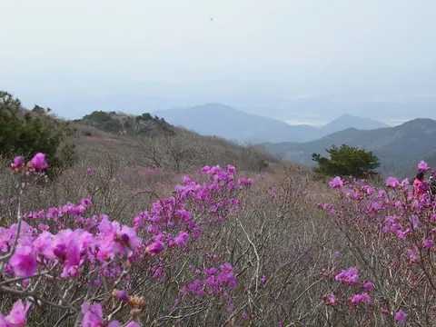 Spring azaleas on Biseulsan