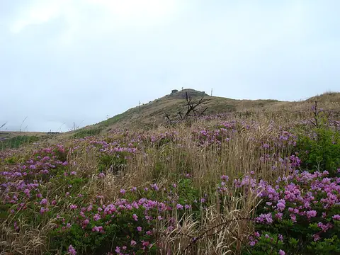 Azaleas on Cheonseongsan