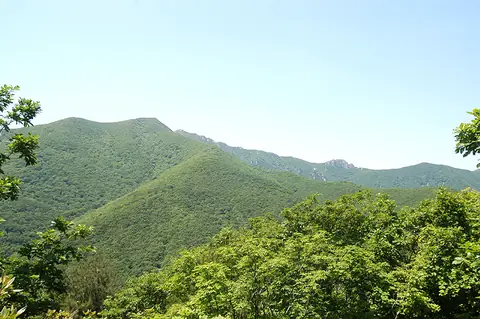 Gajisan’s wooded slopes