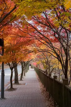 Naejangsan maple avenue