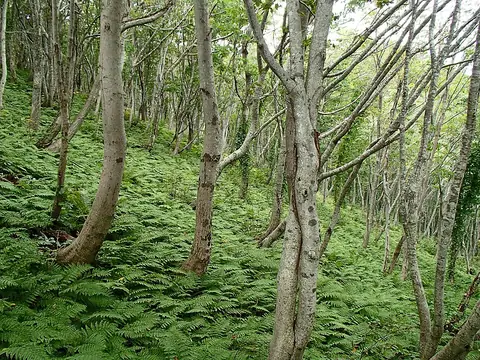 Seonginbong forest