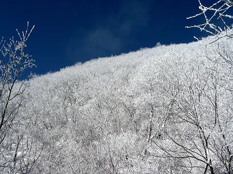 Winter trees in Sobaeksan