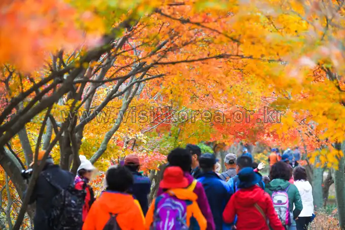 Naejangsan maple walk · archive photograph